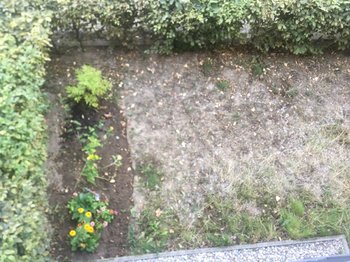 Blick in den Garten