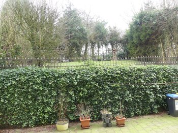 Blick in den Garten