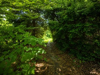 Grünstreifen mit Bachlauf