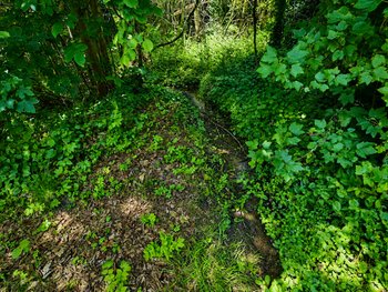 Grünstreifen mit Bachlauf