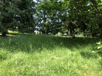 Wiese oberhalb des Bungalows