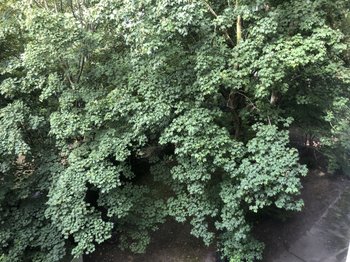 Blick vom Balkon